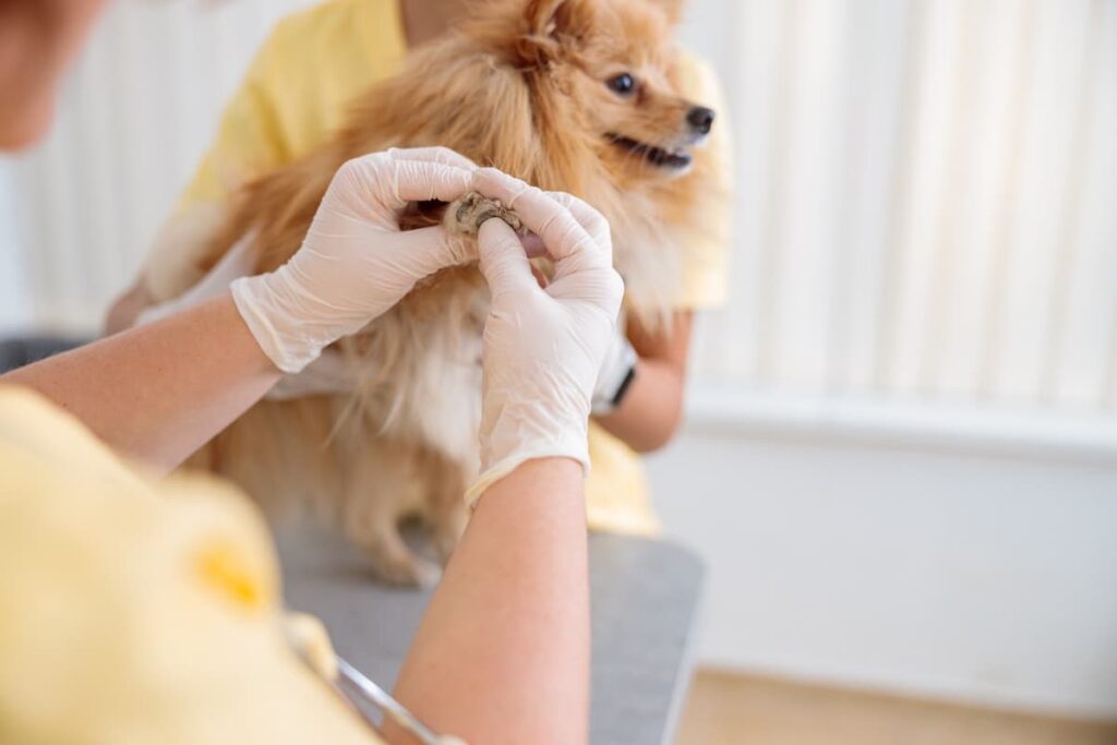 6596f7554f4f0382020465b2_photo-of-routine-examination-of-dog-at-doctor-offi-2023-11-27-04-58-28-utc