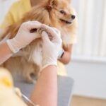 6596f7554f4f0382020465b2_photo-of-routine-examination-of-dog-at-doctor-offi-2023-11-27-04-58-28-utc
