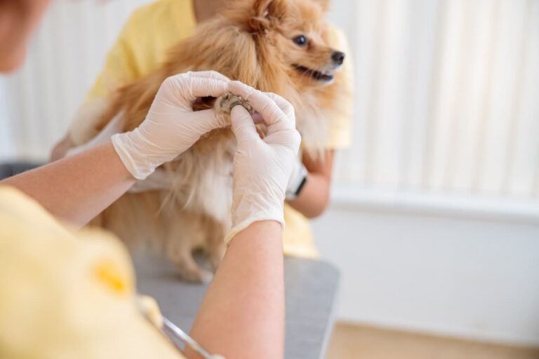 6596f7554f4f0382020465b2_photo-of-routine-examination-of-dog-at-doctor-offi-2023-11-27-04-58-28-utc