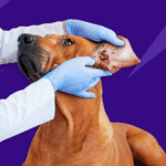 Blog_042222_Ear_infections_dogs