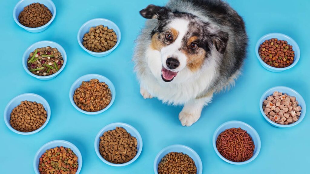 CR-Health-InlineHero-What-is-really-in-your-dogs-food-0225