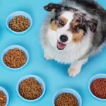 CR-Health-InlineHero-What-is-really-in-your-dogs-food-0225