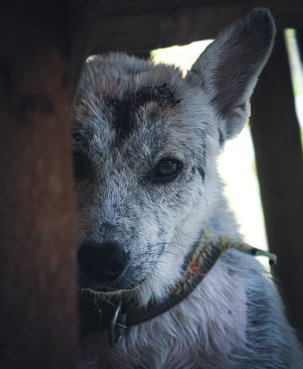 dog fear issues