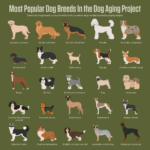 Dog-Aging-Infographic_InstaFB-1-1024x1024