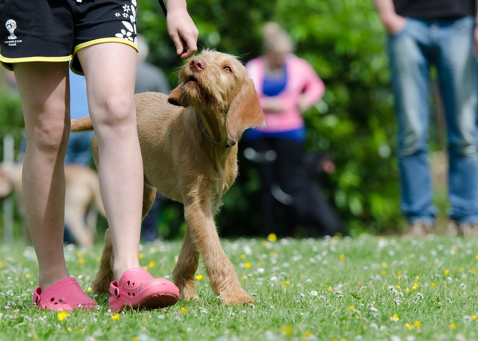 dog training tips