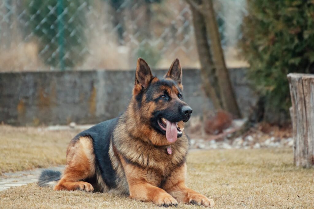 German_Shepherd_Dog_Breed_b518007b-df82-4f12-8a07-49981bd6a15c