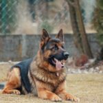 German_Shepherd_Dog_Breed_b518007b-df82-4f12-8a07-49981bd6a15c