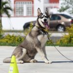 obedience training dogs