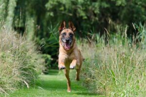 recall training dogs