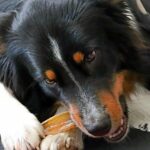 dog chewing problems