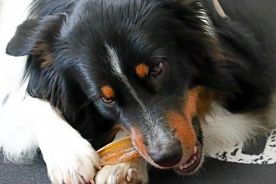 dog chewing problems