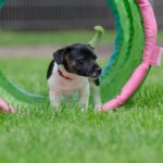 dog socialization tips