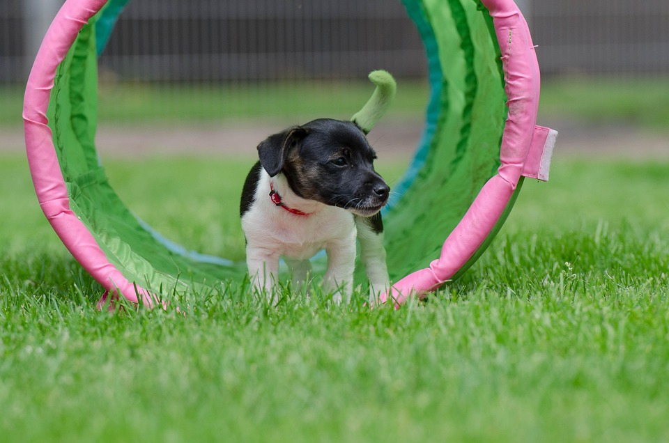 dog socialization tips