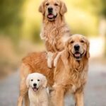 family friendly dog breeds