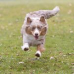 herding dog breeds