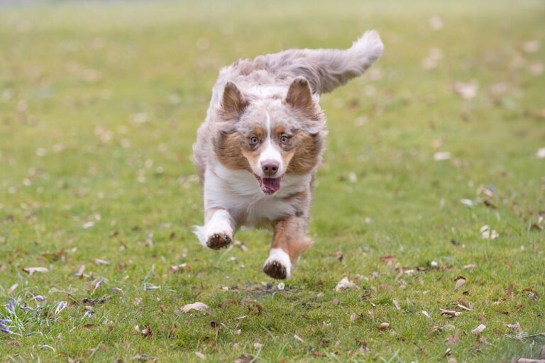 herding dog breeds