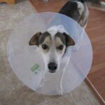 signs of a sick dog