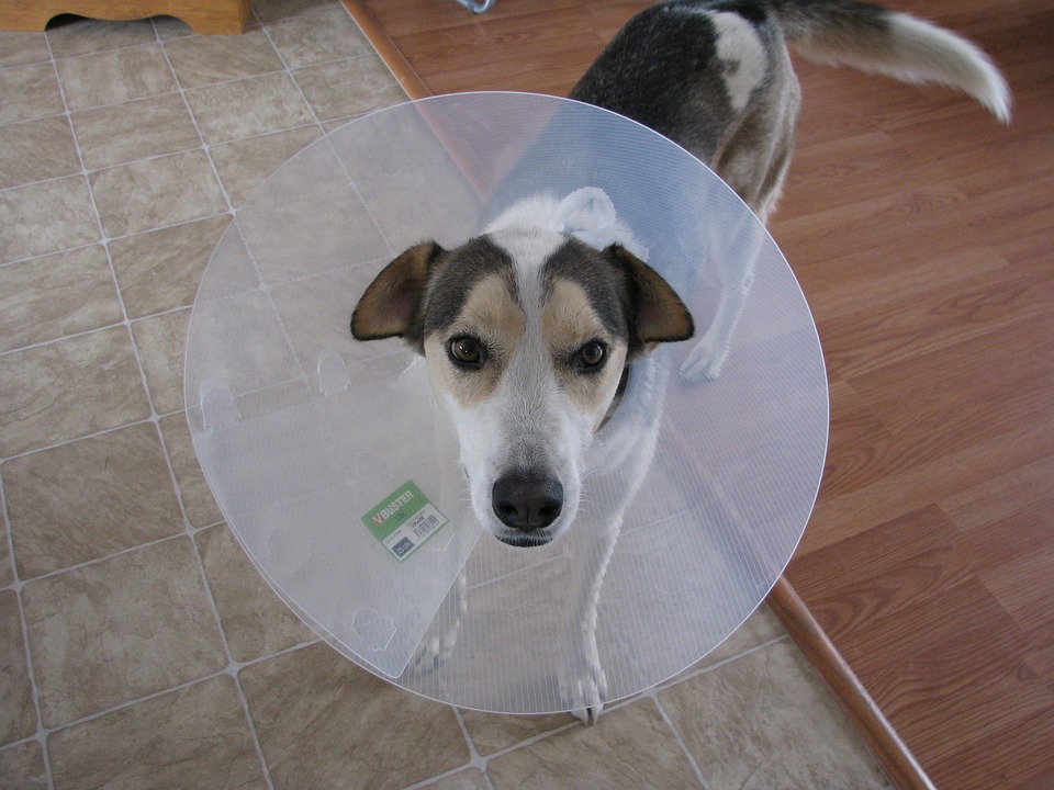 signs of a sick dog