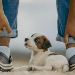small dog breeds