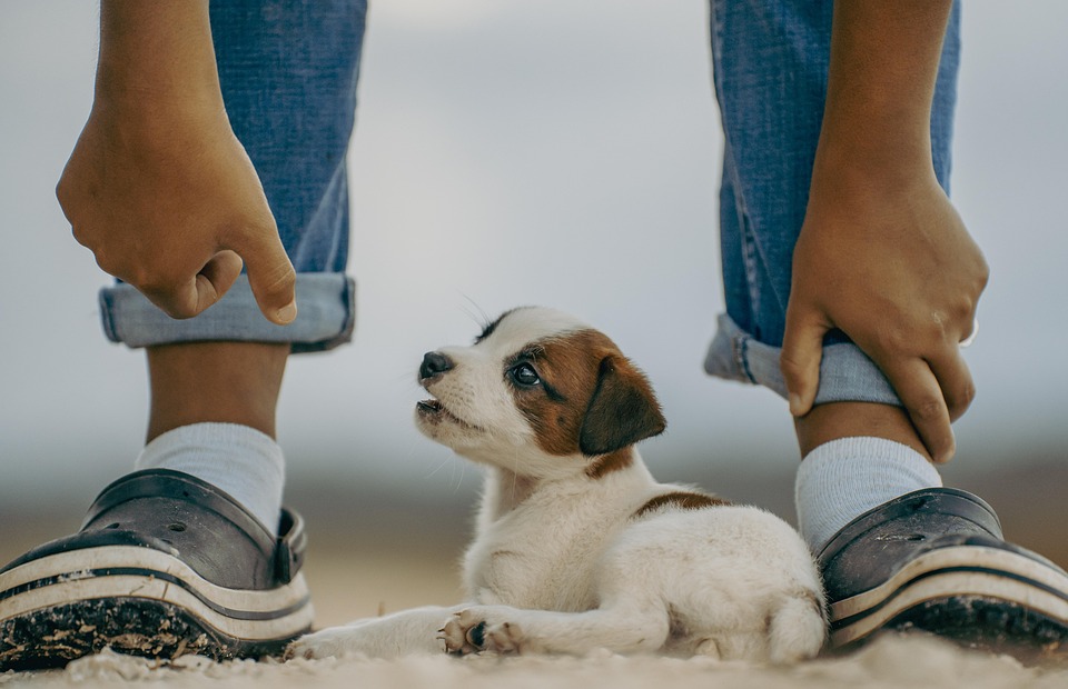 small dog breeds
