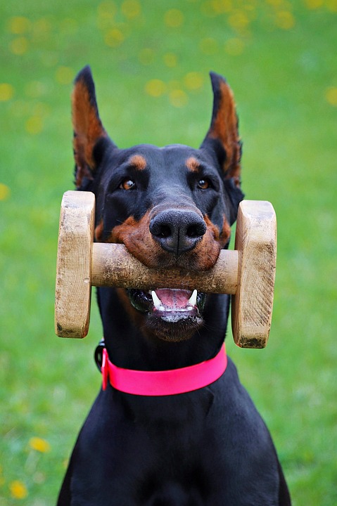 how to keep dogs healthy
