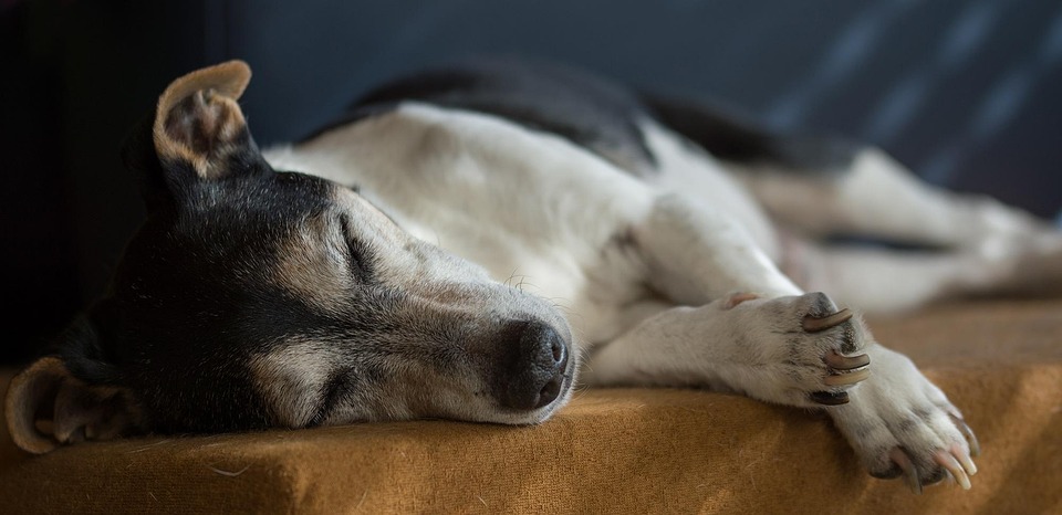 senior dog health care