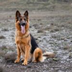 working dog breeds