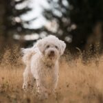 dog behavior problems