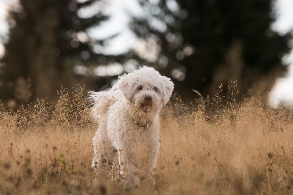 dog behavior problems