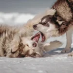 aggressiver-hund-training-ursachen_87d19307-b98d-4033-a56f-b699de521aa8