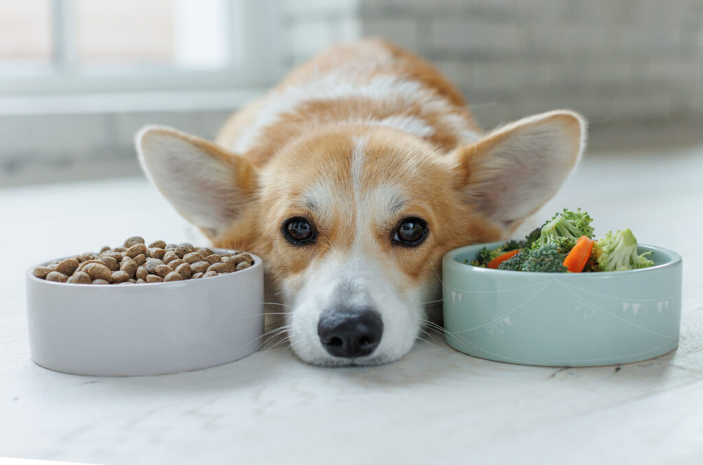 are-dogs-omnivores-scaled