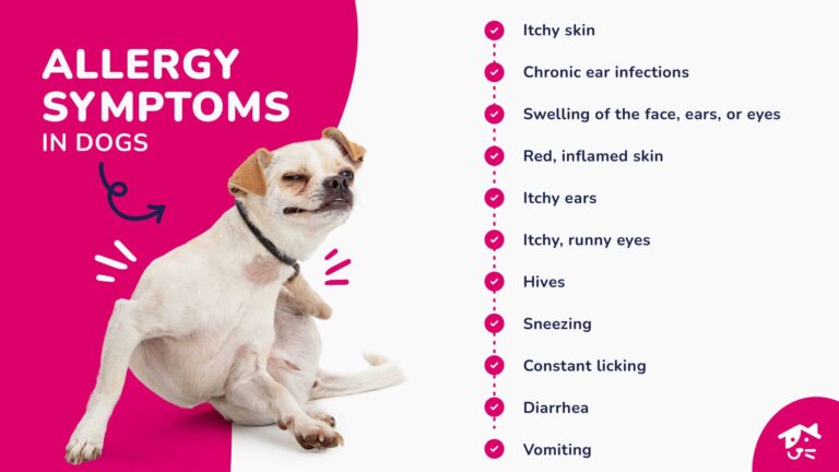 common-allergy-symptoms-in-dogs-scaled-1