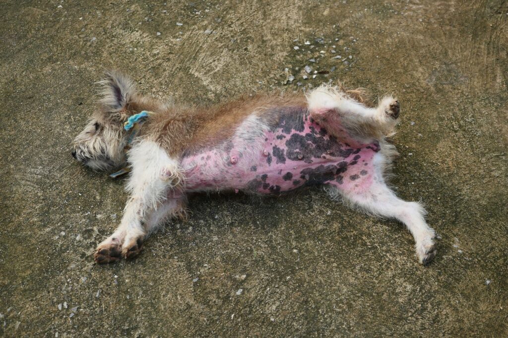 dog-belly-is-full-of-red-rash-1176710920-70f90b05ec40470f9bc082d9bd46ffbb