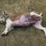 dog-belly-is-full-of-red-rash-1176710920-70f90b05ec40470f9bc082d9bd46ffbb