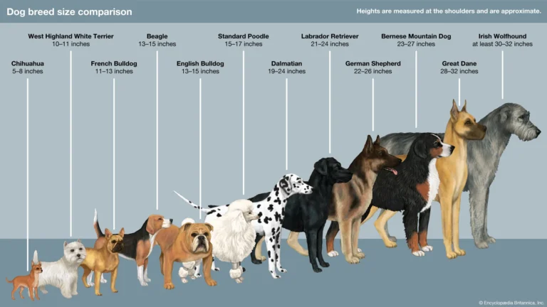 dog-breed-height-comparison