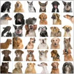 dogphotographerbloopers