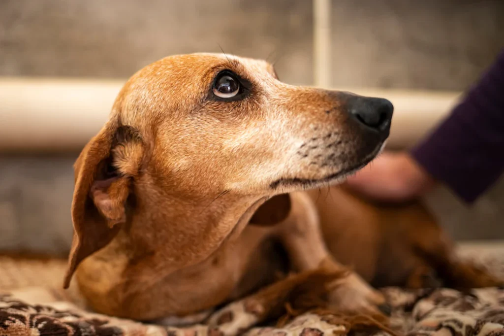 how-to-help-with-anxiety-in-dogs