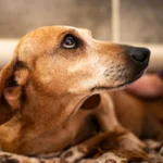 how-to-help-with-anxiety-in-dogs