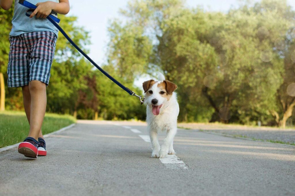 leash-walking-1440x957