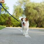 leash-walking-1440x957