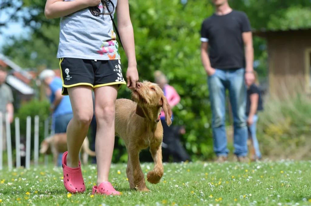 master-basic-dog-commands-like-a-pro-a-step-by-step-guide-to-unlocking-your-pups-potential-593628