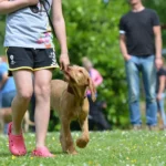 master-basic-dog-commands-like-a-pro-a-step-by-step-guide-to-unlocking-your-pups-potential-593628