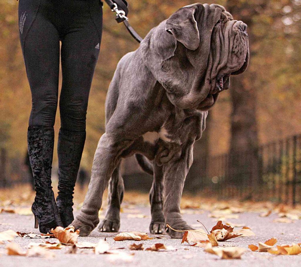 neapolitan-mastiff-with-woman-on-leash-2-77685259-2000-81fba6fbcb8244d2adb24e31cc082c78