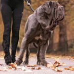 neapolitan-mastiff-with-woman-on-leash-2-77685259-2000-81fba6fbcb8244d2adb24e31cc082c78