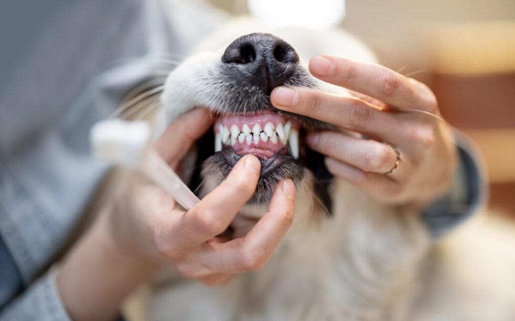 opening-dog-39-s-mouse-for-teeth-cleaning-2023-11-27-05-13-01-utc-1-1-1080x675
