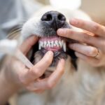 opening-dog-39-s-mouse-for-teeth-cleaning-2023-11-27-05-13-01-utc-1-1-1080x675