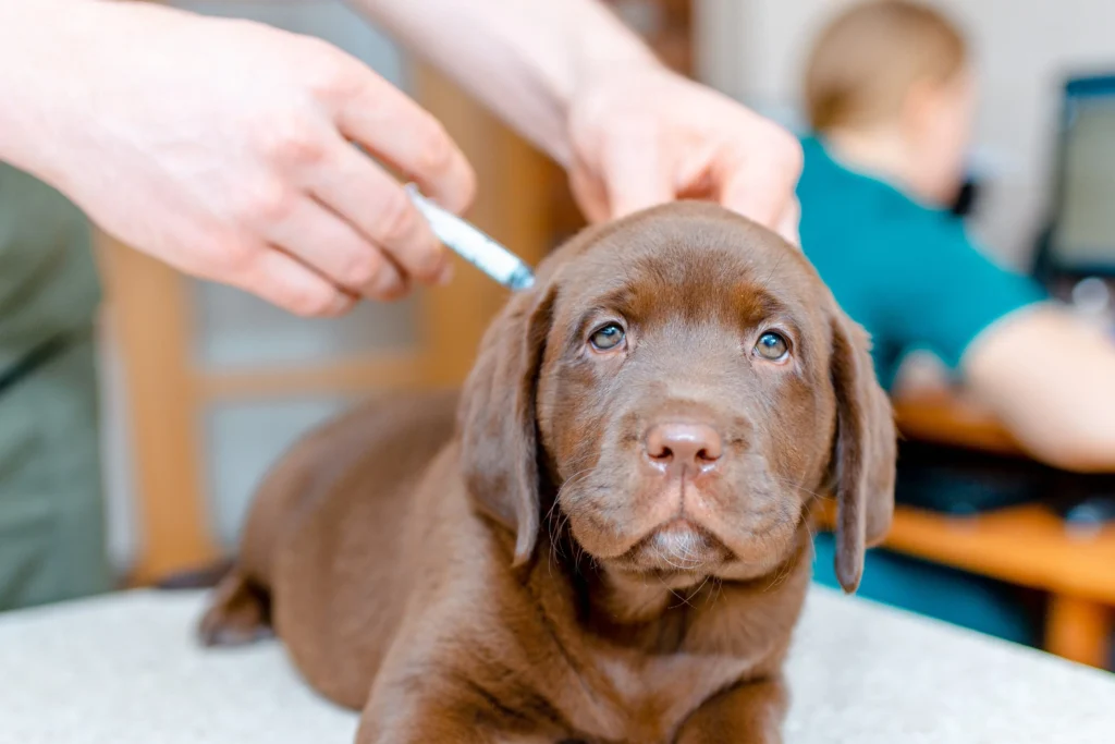 puppy-getting-vaccinated
