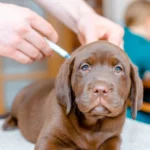 puppy-getting-vaccinated