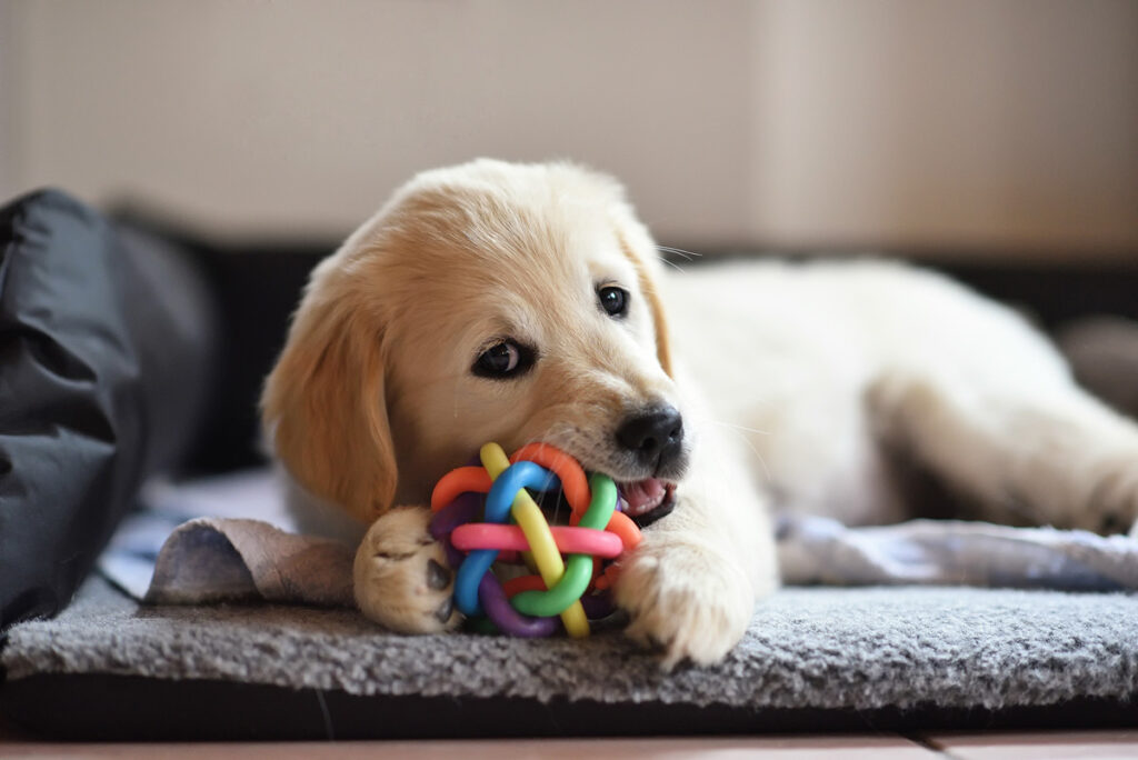 puppy-tips-experts