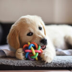 puppy-tips-experts